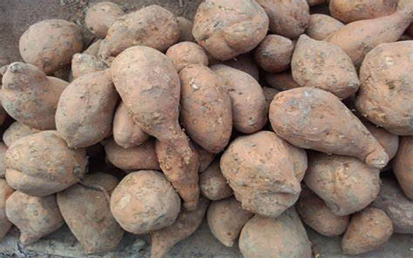 薯渣烘干機如何順利過環評 薯渣烘干機如何順利過環評